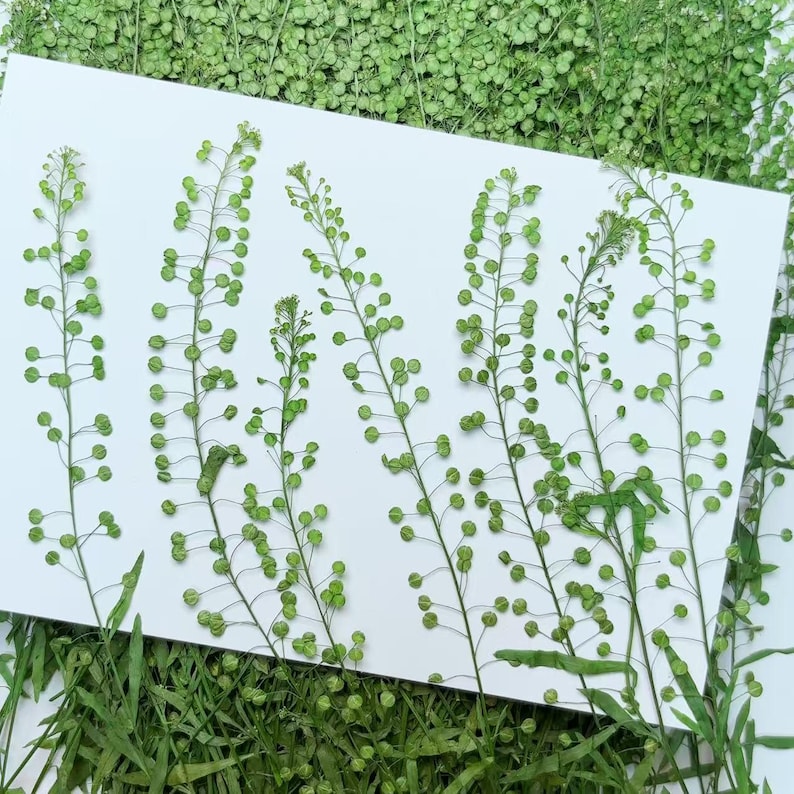 May include: Five sprigs of dried green foliage with small round seed pods arranged on a white background.