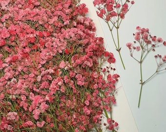 20PCS Pink Pressed Baby's Breath Flowers: Dried Wedding Invitation Decor