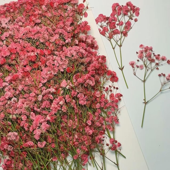 20PCS Pink Pressed Baby's Breath Flowers: Dried Wedding Invitation Decor