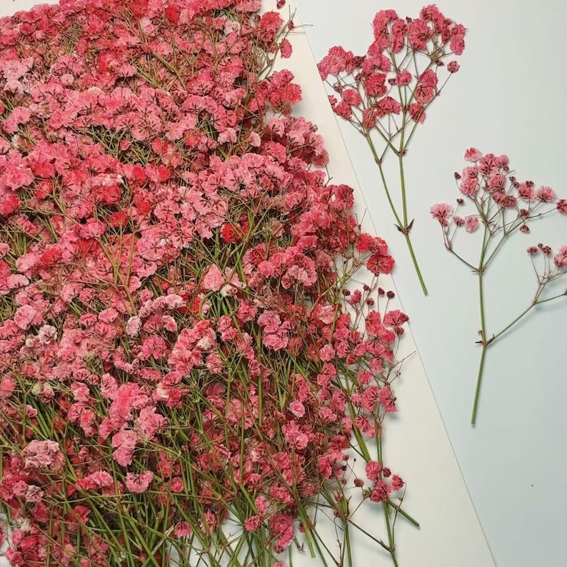 May include: A collection of dried pink baby's breath flowers. The image shows a large pile of the flowers, with some stems and individual sprigs arranged on a white surface. The flowers are a vibrant pink color.
