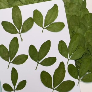 Pressed Leaves,12pcs/Pack,Pressed Green Yingchun Leaf Pressed Flower Leaves Real dry Preserved Flower Leaf Stems Flat Dried Pressed Leaves