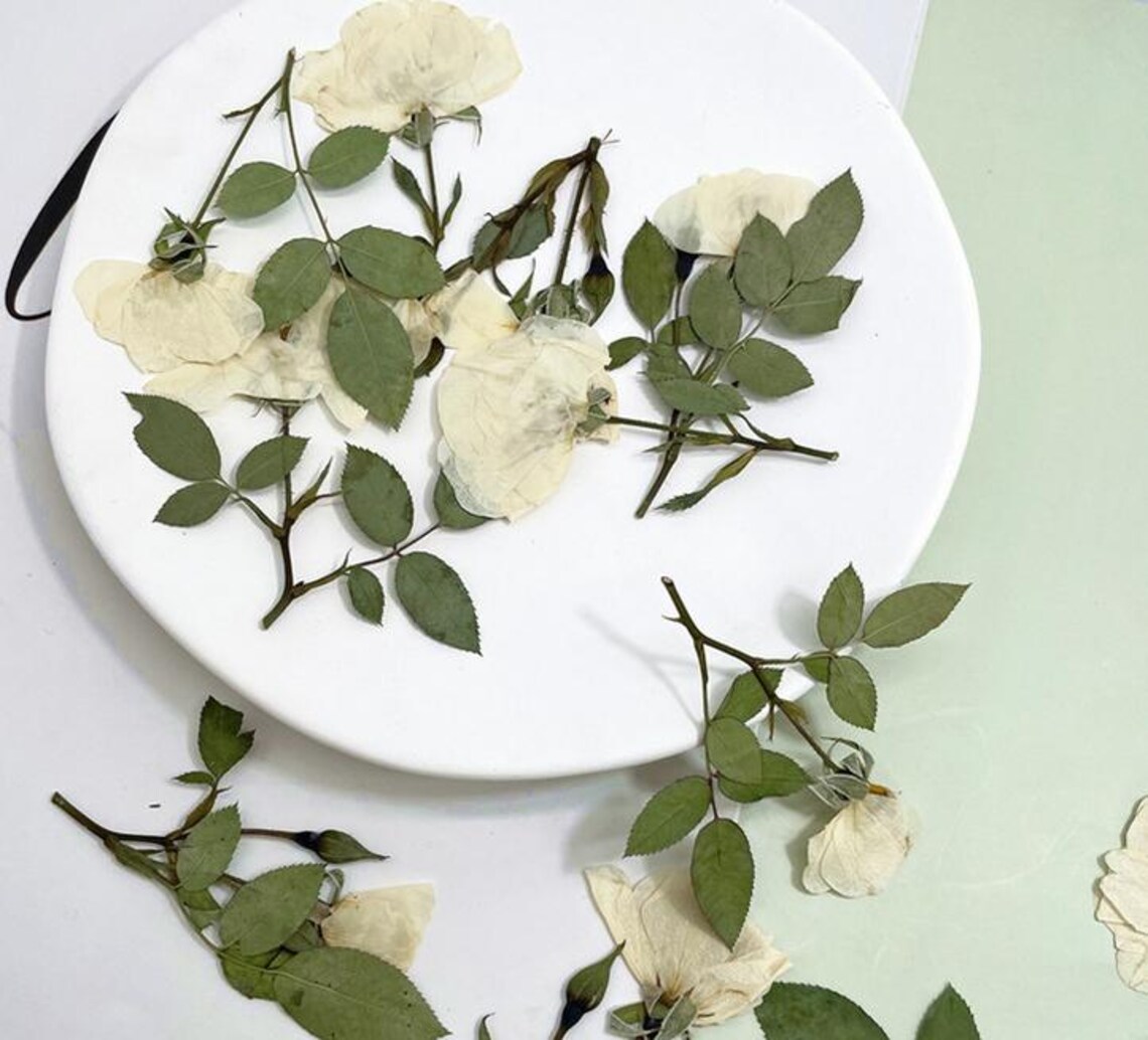 Pressed Flowers,white Rose Pressed Flowers 6 Pcs/pack, Dry Flowers ...