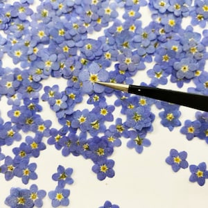 20PCS Pressed Forget-Me-Not Flowers: Blue Dried Flowers (0.4-0.8cm)