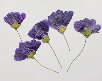 Purple Pressed Flowers: Dried Wildflower Stems, 6 Pcs