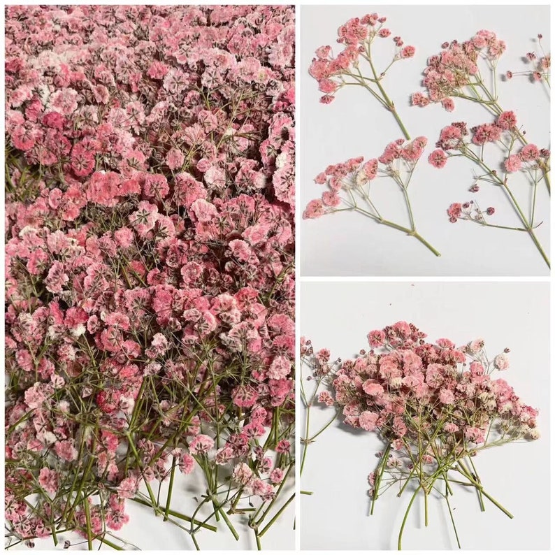 May include: Pink baby's breath flowers. The image shows a large quantity of dried baby's breath, with close-up shots of the delicate pink blooms. The flowers have thin green stems and are arranged in a variety of compositions.