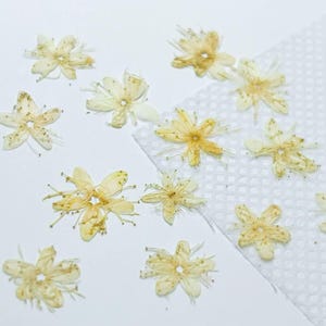 Pressed flowers,Off white Pressed Flowers 12 pcs/Pack,Small Off white Dry Flowers,Off white Dried Flowers,Pressed Flowers White sandalwood