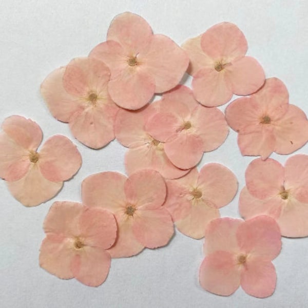 12 pcs/Pack, Pressed flowers, Big Pink Hydrangea Real Pressed dry Flowers,Pressed Flat Dried Flowers Preserved Flat Wildflower（2-3cm)