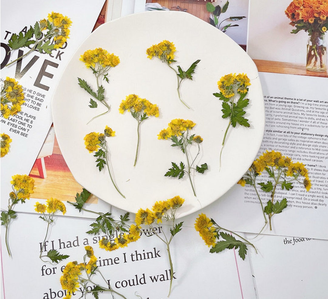 Chrysanthemum Dried Flowers,pressed Flowers,yellow Pressed Flowers 6