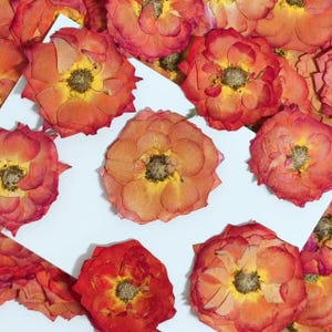 Op de afbeelding: Een verzameling geperste gedroogde rozen met levendige oranje, gele en rode bloemblaadjes op een witte ondergrond. Elke bloem heeft een textuurrijk hart omringd door lagen van delicate, platgedrukte bloemblaadjes in warme tinten.
