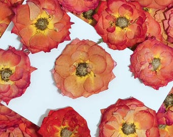 Pressed flowers,Rose Orange Pressed Flowers,6 pcs/Pack,Dark Orange Rose Dried Flowers,Pressed Flat Flowers,Dried Flowers(4-7cm)