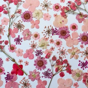 Fleurs pressées, 20-100 PCS fleurs pressées roses, paquet mélangé rose, fleurs séchées pressées, fleurs séchées roses