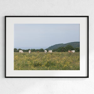 Cows Grazing Normandy | Photo Print | France Photography | Wall Decor | Normandy | France | Country