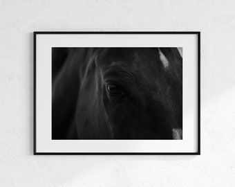Regal Cheval | Photo Print | Equine Photography | Wall Decor | Horses