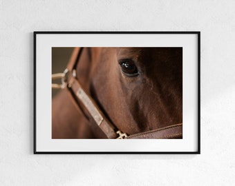 Zaumzeug Blick | Fotodruck | Pferdefotografie | Wanddeko | Pferde