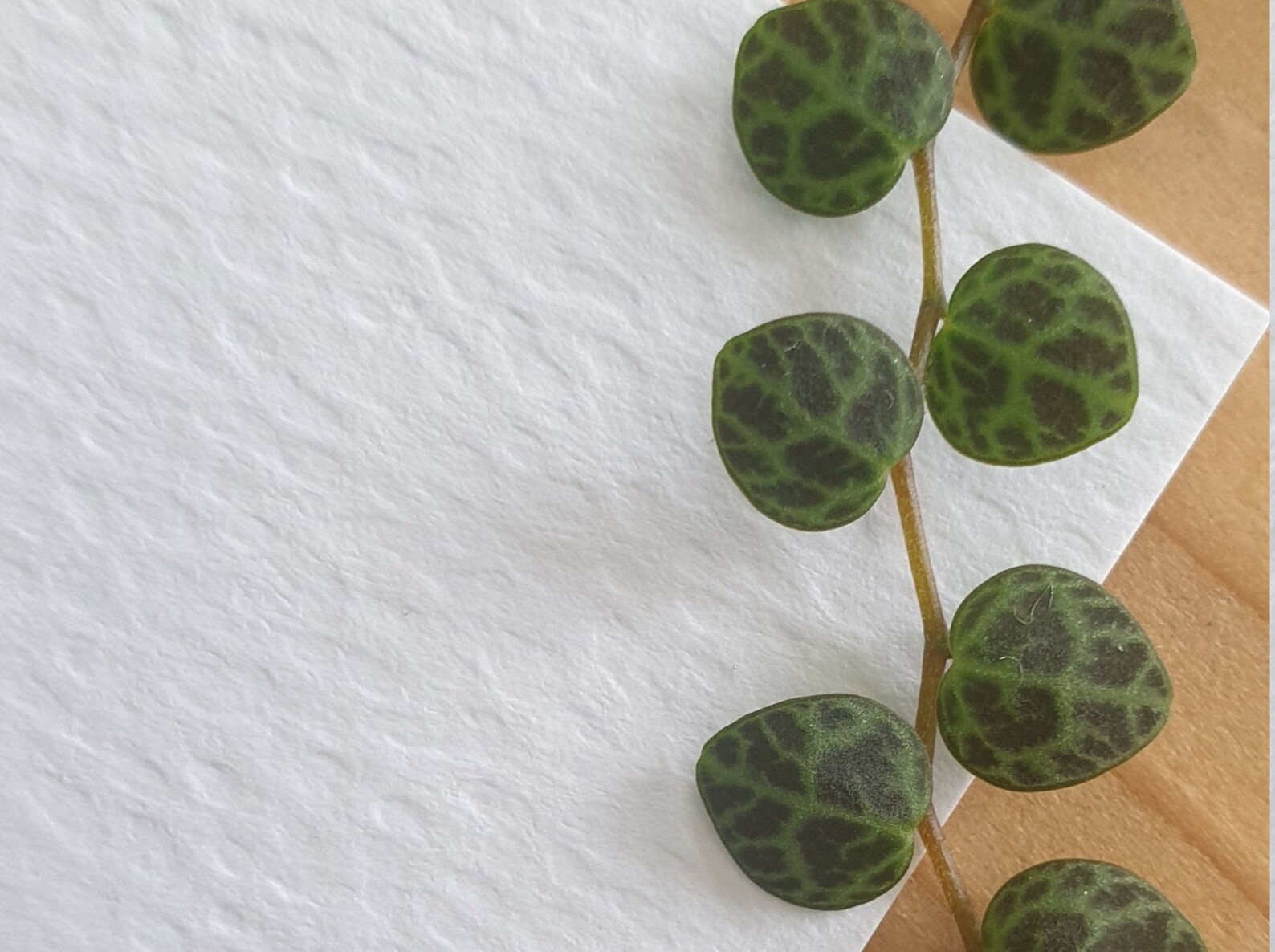 irish-blessing-new-home-card-premium-home-card-new-home-card-new