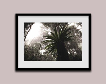 Impresión de Wonga Walk en el Parque Nacional Dorrigo: Fotografía de paisaje australiano, arte mural