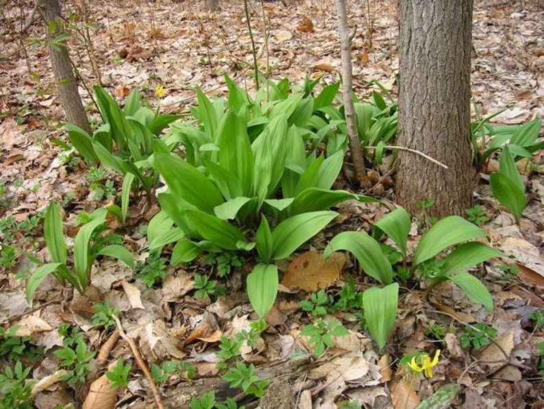 West Virginia Wild Ramp Salt Seasoning 3 Oz by Volume weight Ranges 45