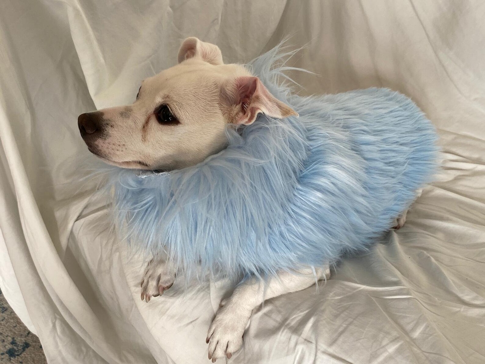 Shaggy Dog Coat