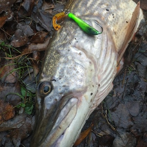 Puede incluir: Primer plano de un pez grande, gris y blanco con un señuelo verde y amarillo en la boca. El pez está acostado sobre un lecho de hojas marrones y tierra.