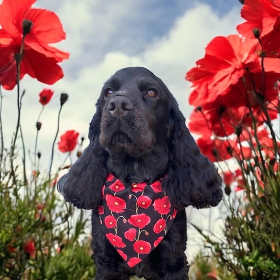Dog Bandana, Poppy Design, Slips Over the Collar, Sizes S/M/L/XL