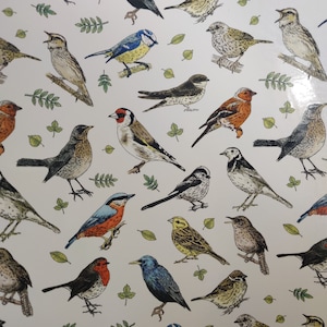 Könnte beinhalten: Ein weißer Hintergrund mit einem sich wiederholenden Muster aus verschiedenen bunten Vögeln. Die Vögel sind realistisch gezeichnet und umfassen Rotkehlchen, Blaumeisen, Spatzen und Finken.