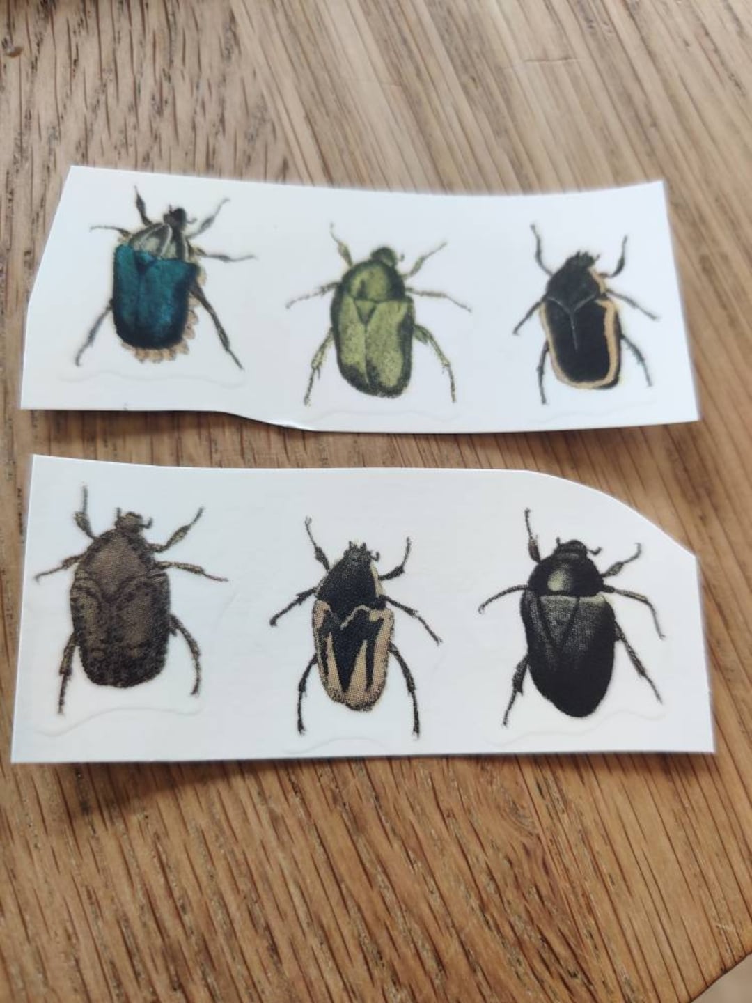 Six Assorted Beetles. Waterslide Decals for Ceramic or Glass. Insect ...
