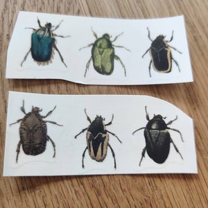 May include: Six colourful beetle stickers on a white background. The beetles are all different colours and have different patterns on their wings. The stickers are perfect for adding a touch of whimsy to any project.