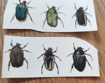 Six Assorted Beetles. Waterslide Decals for Ceramic or Glass. Insect, Wings, Bug, Creepy Crawly, Shell, Set, 6, Craft Supplies. Fix in Kiln