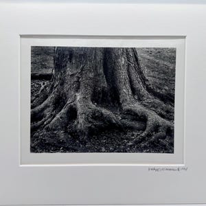 Op de afbeelding: Zwart-witfoto van een boomstam en zijn wortels. De afbeelding is ingelijst in een witte passe-partout en een witte lijst. De boomstam heeft een ruwe, getextureerde schors. De wortels verspreiden zich over de grond.