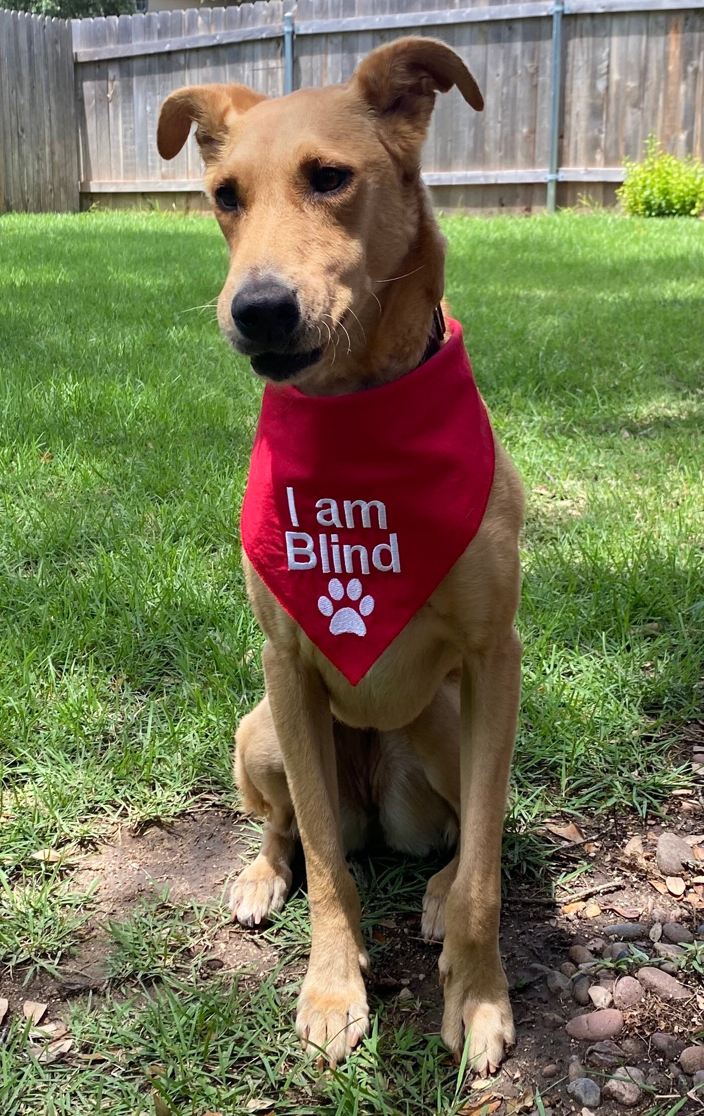 I am Blind snap Dog Bandana embroidered I am blind dog scarf Etsy