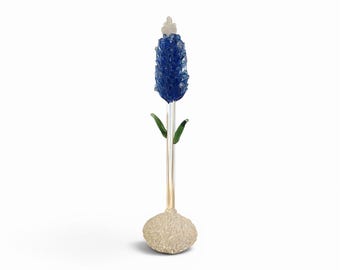 Bluebonnet
