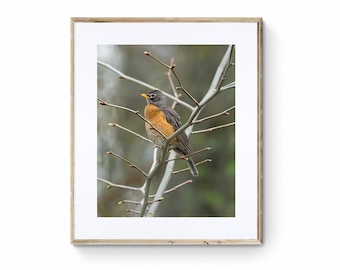 Red Robin Photograph: Spring Wildlife Art Print for Bird Lovers