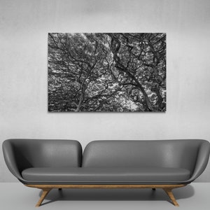 May include: Black and white photograph of a tree canopy with branches reaching up towards the sky.