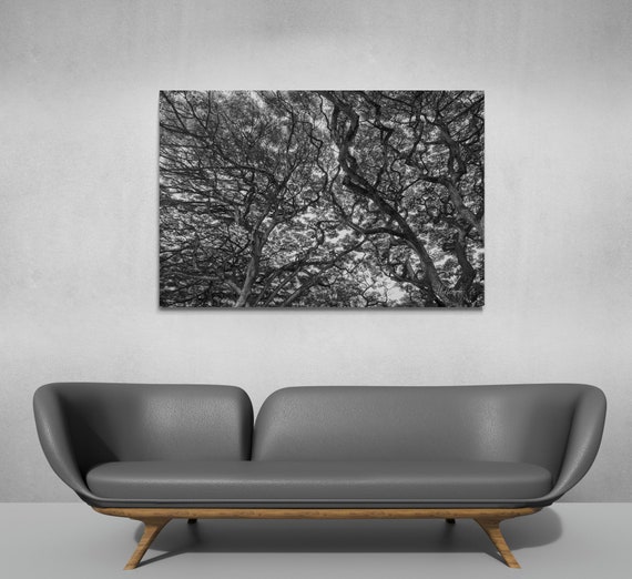 Black and White Nature Print, Hawaii Treescape Landscape, Oahu Tree  Picture, Fine Art Photo or Canvas Options, Forest Print, Wall Art - Etsy  Österreich