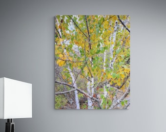 Birch Photo Painting, Autumn Landscape, Forest Photo, Fine Art Photo or Canvas Print, Fall Tree, Poster, Wall Art, Wall Decor
