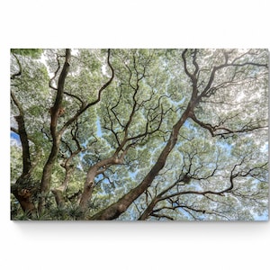 May include: A view looking up through the branches of a large tree with a bright blue sky in the background.