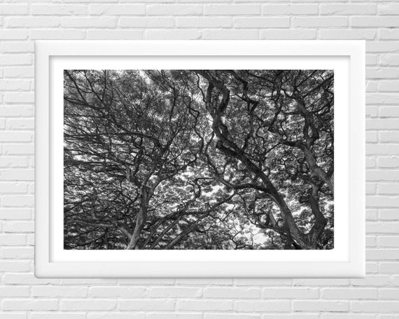Tree Options, Print, Fine Nature Oahu - Canvas Print, Treescape Forest or Hawaii Black Wall Picture, Österreich Landscape, White and Photo Art Etsy Art