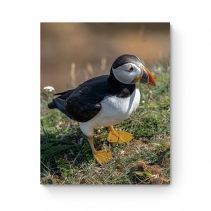 Adorable Newfoundland Puffin Wall Art, Vibrant Atlantic Bird Print for Home, Nursery or Child&#39;s Room, Unique Baby Shower Gift&quot;