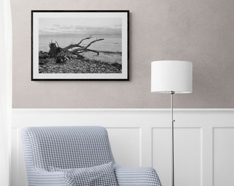 Driftwood Photo Print, Black and White Print, Rocky Beach Landscape, Great Lakes, New York, USA, Fine Art Photo or Canvas Print, Wall Art