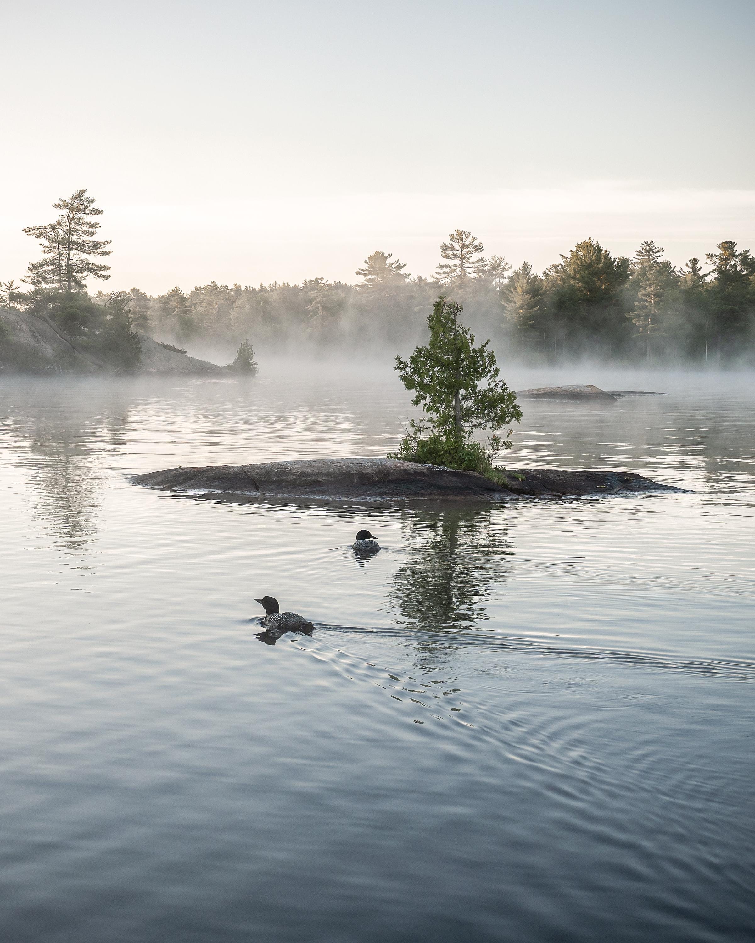 Loon Scene Common Loon Photography Print: Misty Lake Landscape Art - Etsy