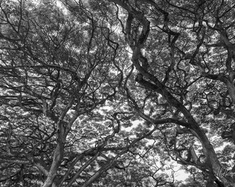Black and White Nature Print, Hawaii Treescape Landscape, Oahu Tree Picture, Fine Art Photo or Canvas Options, Forest Print, Wall Art