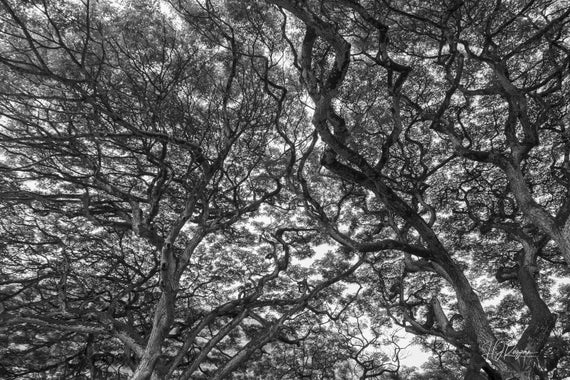 Black and White Nature Print, Hawaii Treescape Landscape, Oahu Tree  Picture, Fine Art Photo or Canvas Options, Forest Print, Wall Art - Etsy  Österreich