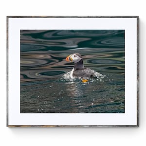 Common Puffin Portrait, Colorful Vibrant Swimming Scene in Newfoundland Atlantic Waters, Unique Wall Art, Perfect Gift for Bird Lovers