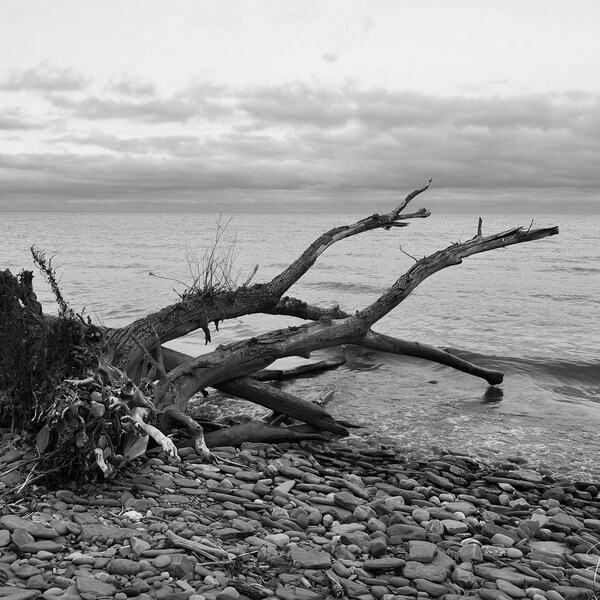 Driftwood Wall Art Etsy Canada