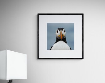Retrato de frailecillo atlántico: Impresión fotográfica artística de un ave de Terranova