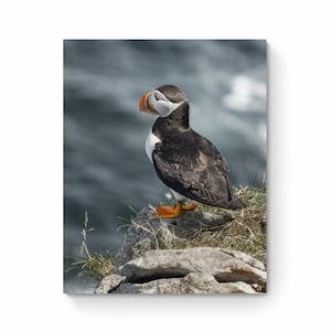 Newfoundland Puffin Print, Oceanic Cliff Landscape Photo, Ideal for Home Decor, Thoughtful Nature Lover&#39;s Gift, Child&#39;s Room