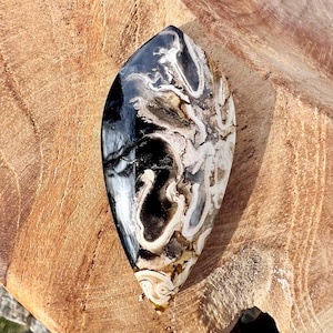 Petrified Wood Cabochon, Palm Root Agate, Natural Teardrop Stone Cab for Wire Wrapping, Silversmiths, Metalsmiths