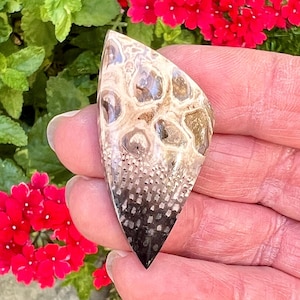 Palm Root Stone Cabochon, Petrified Agatized Fossilized Wood, Designer Stone Cab for Wire Wrapping, Metalsmiths, Silversmiths