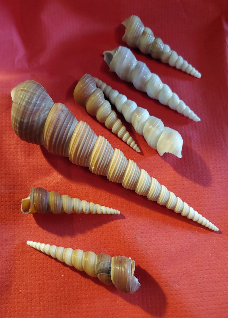 7 Different Unicorn Horn Seashells from 2 to 6 | Etsy