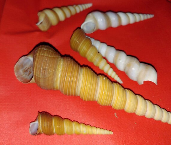 7 Different Unicorn Horn Seashells from 2 to 6 | Etsy